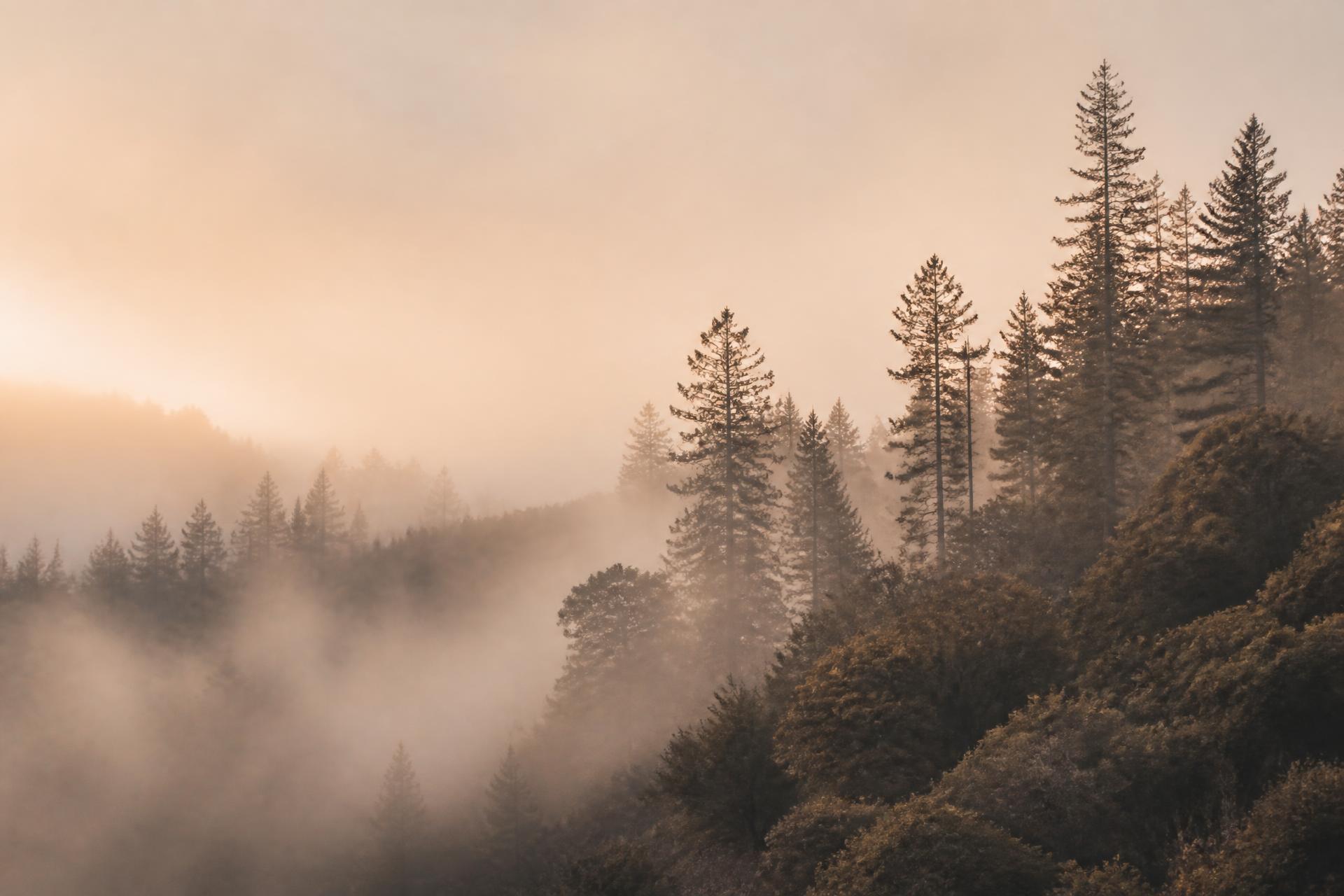 Misty forest at dawn